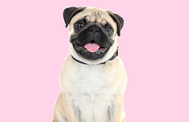 Fun Tricks to Teach Your Dog