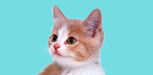 What Is Your Cat Trying to Tell You?