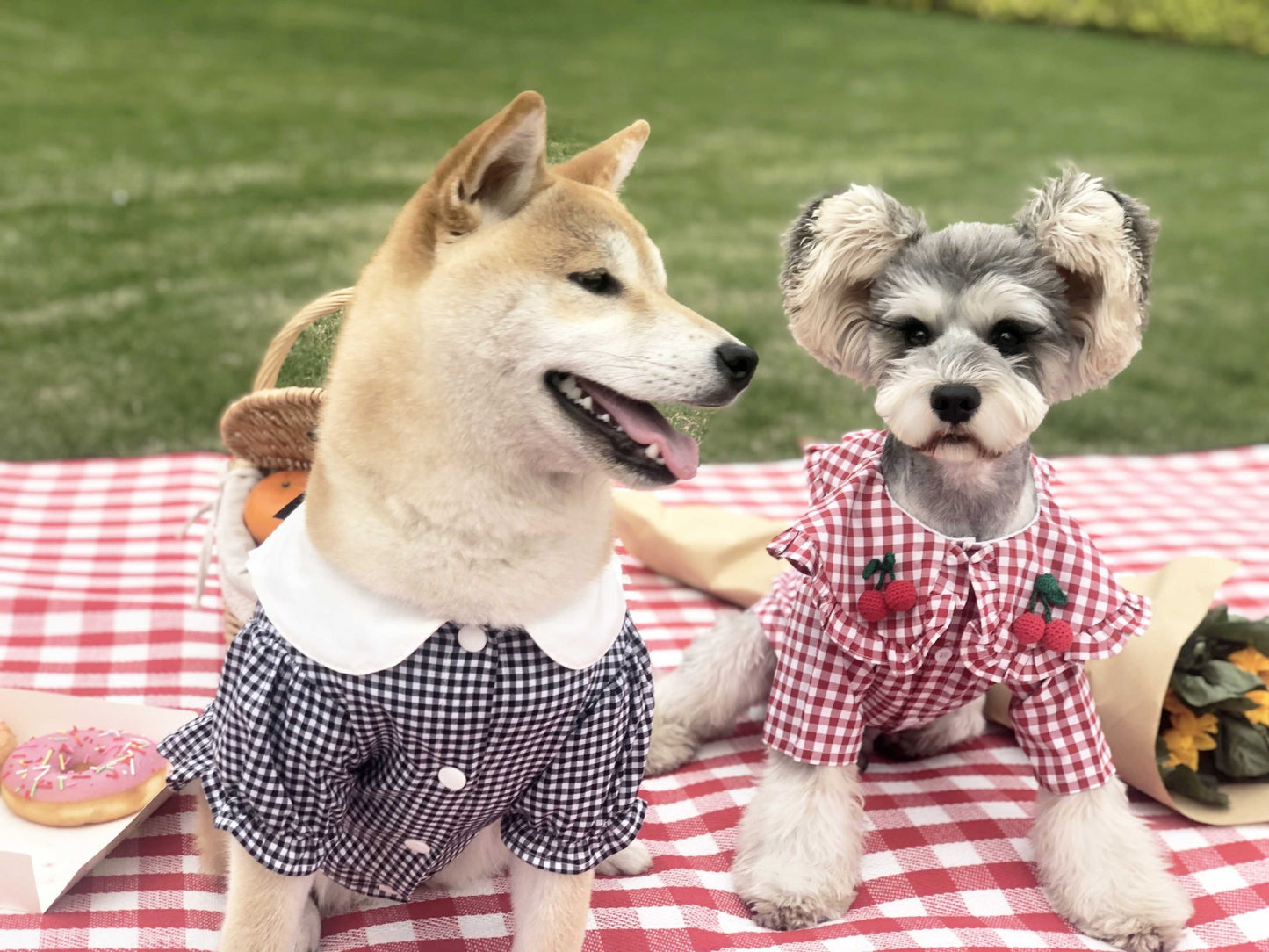 Cool Checkered Dog Outfit