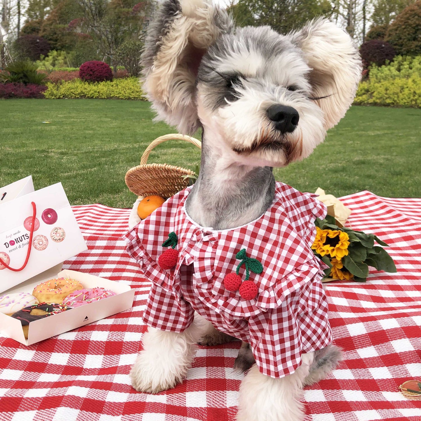 Cool Checkered Dog Outfit